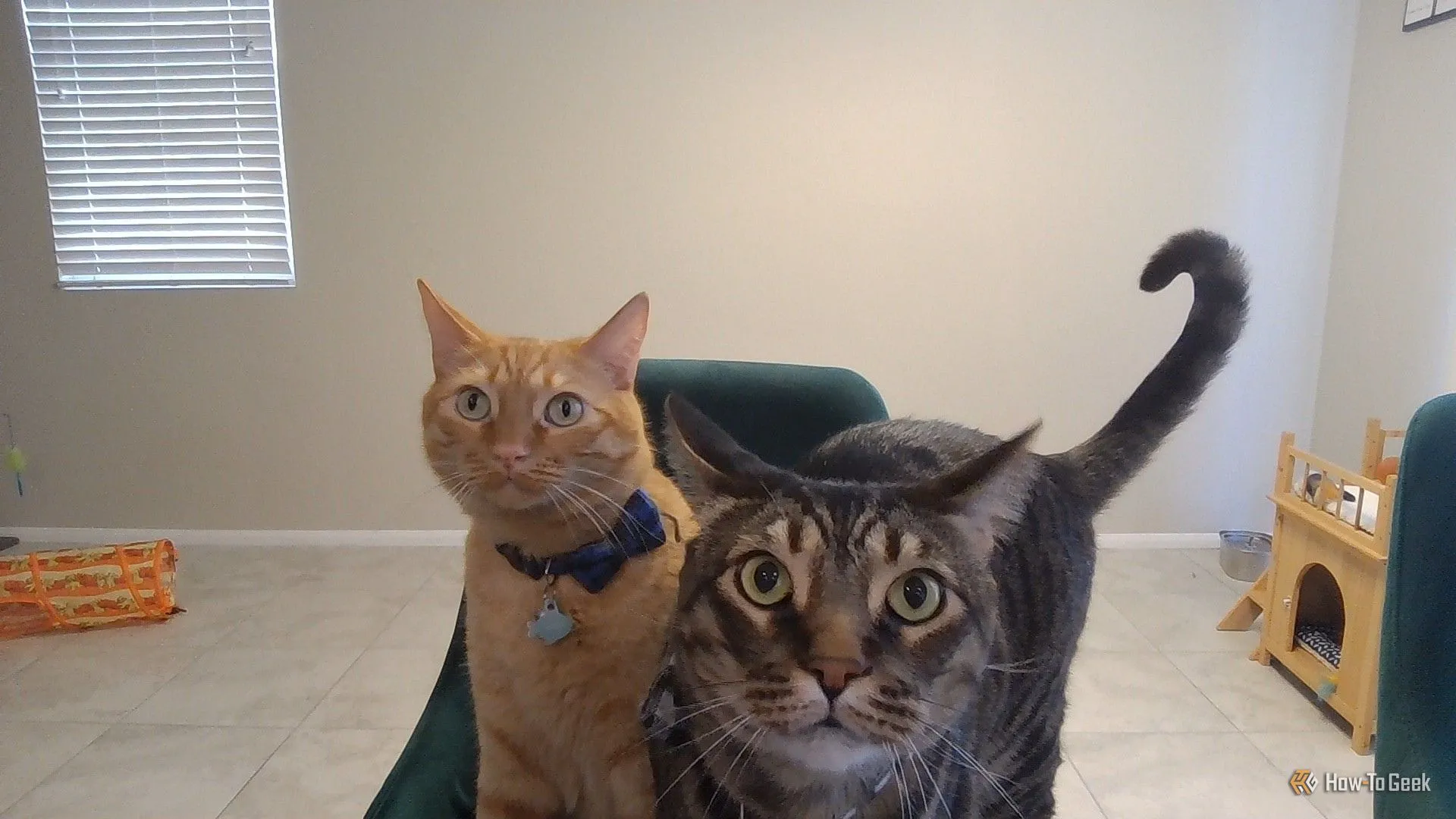 Ảnh chụp từ webcam của ASUS Zenbook Duo, hiển thị hai chú mèo.