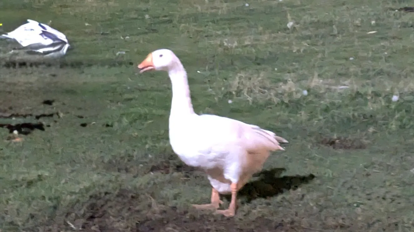 Ví dụ về lỗi làm đầy (artifact) sau khi dùng Clean Up để loại bỏ vật thể trong ảnh trên Mac.